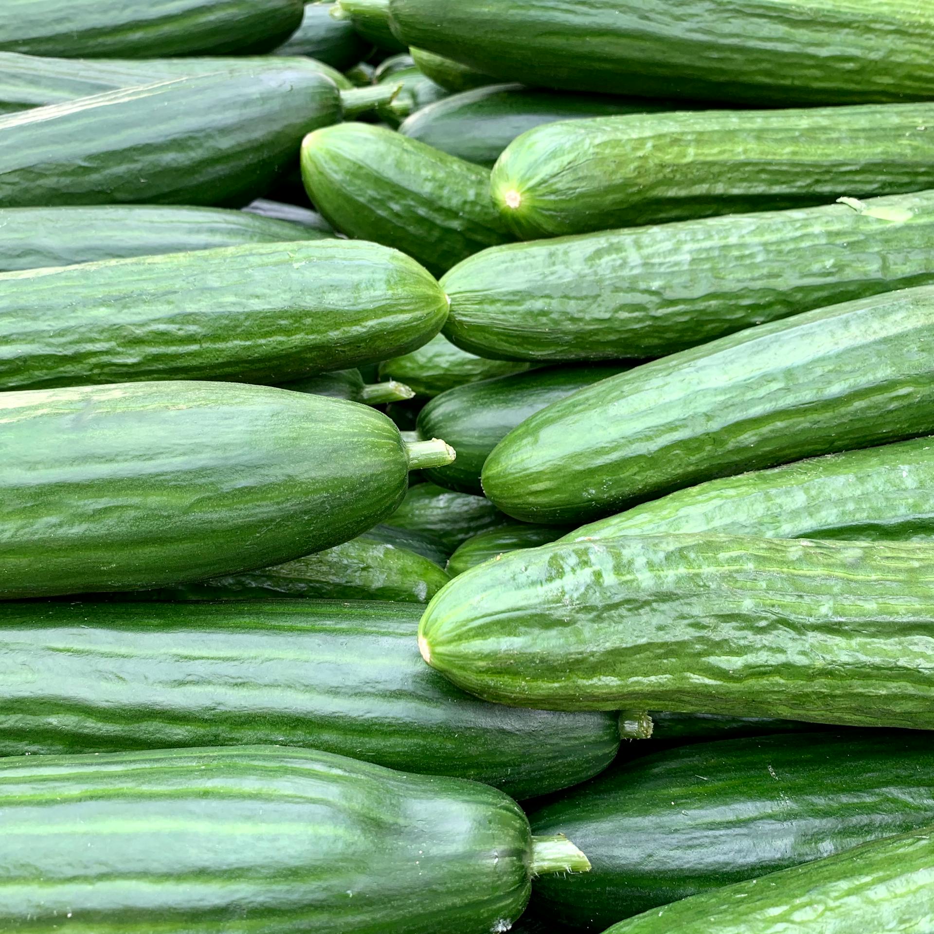 Slicing Cucumbers stacked in a row