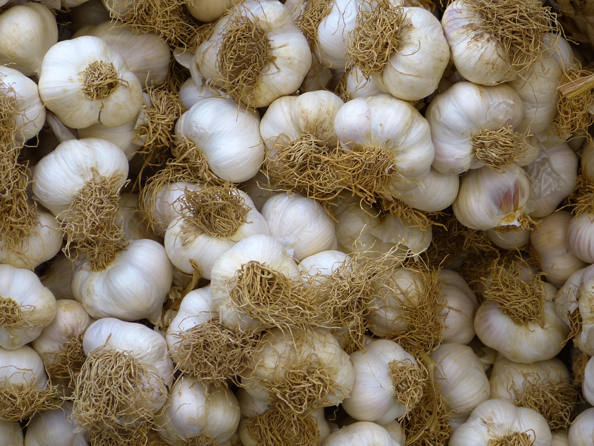 A pile of Soft Neck Garlic bulbs, dried out