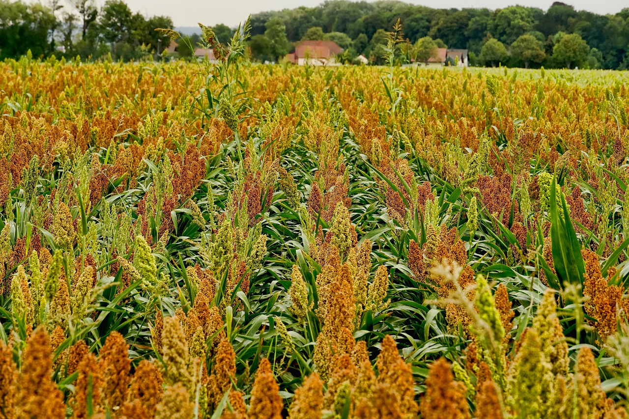 Sorghum crops in a field