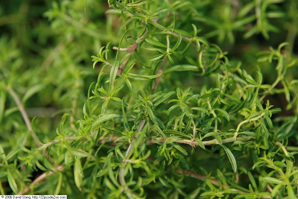 Summer Savory plant stems with leaves