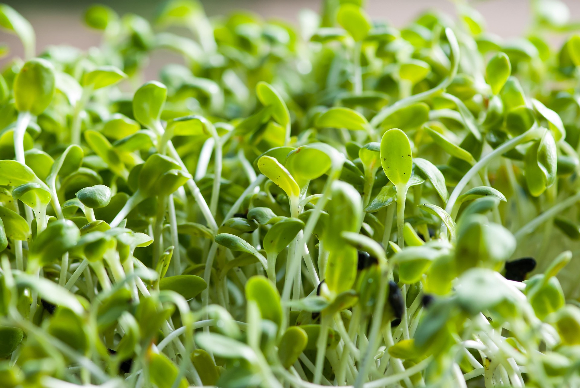 Sunflower Microgreen sprouts