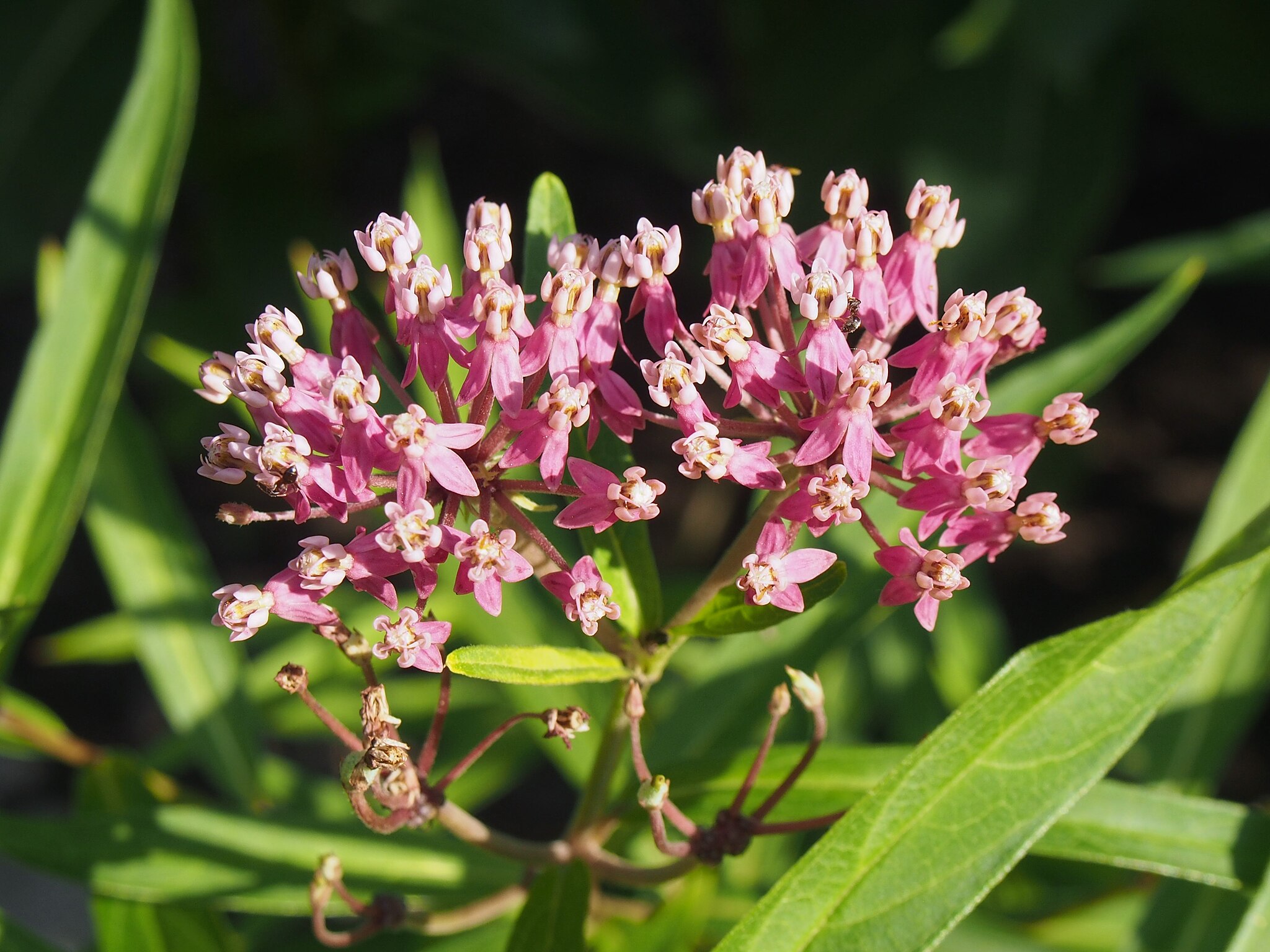 Swamp Milkweed flower head