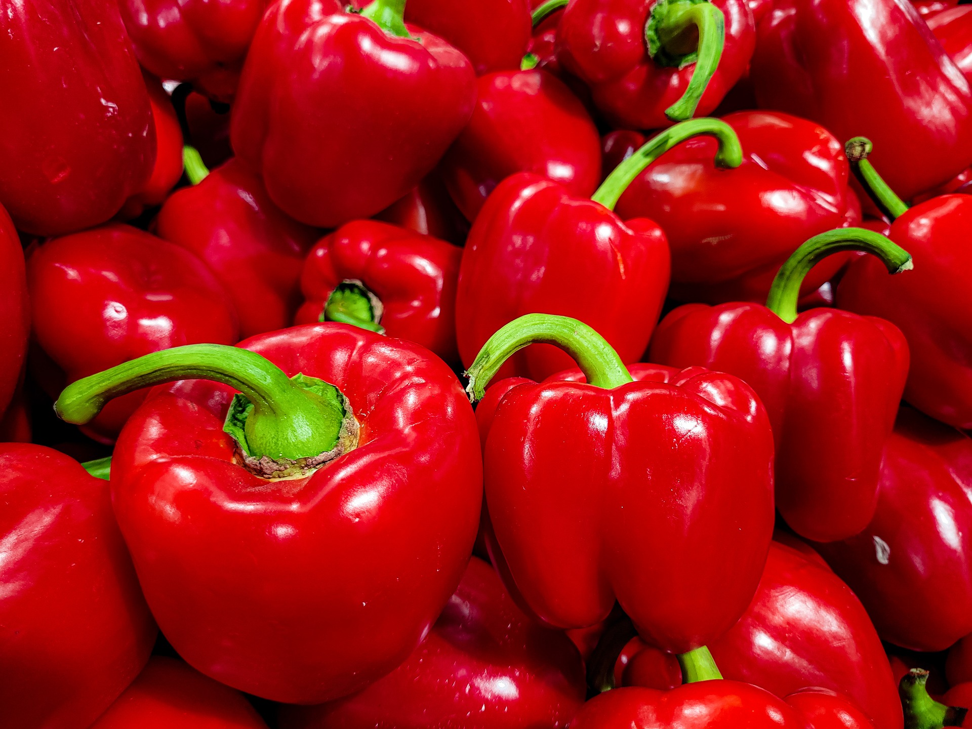 Red Sweet Peppers in a row