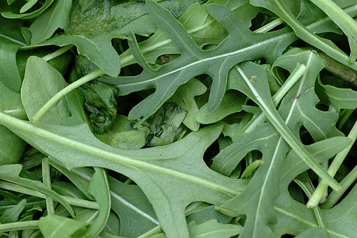 A pile of Sylvetta Arugula leaves