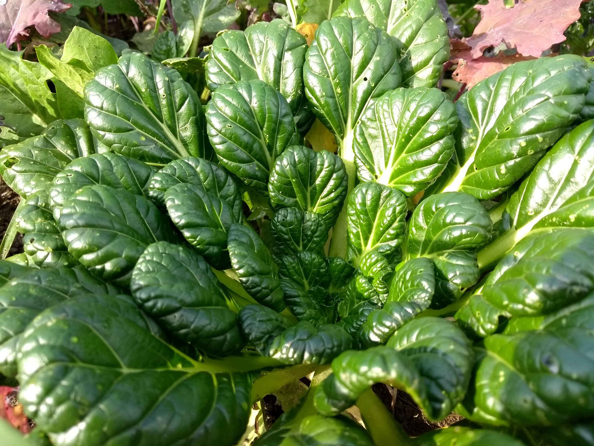 A head of Tatsoi Mustard Greens