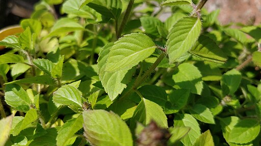Tulsi Basil leaves