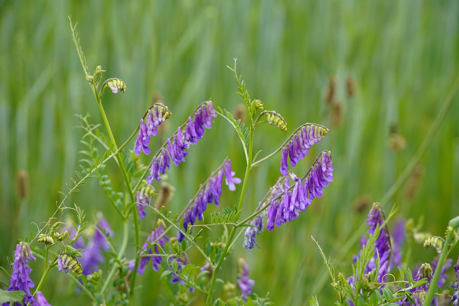 Vetch flowers and stems in a field