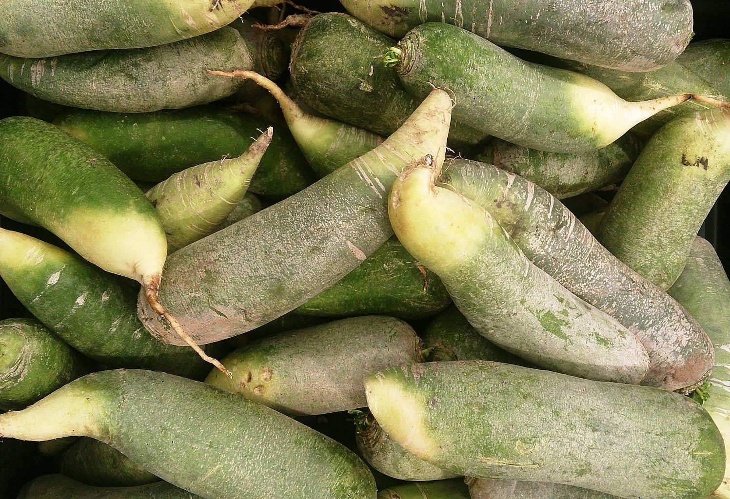 A pile of Wasabi Radishes