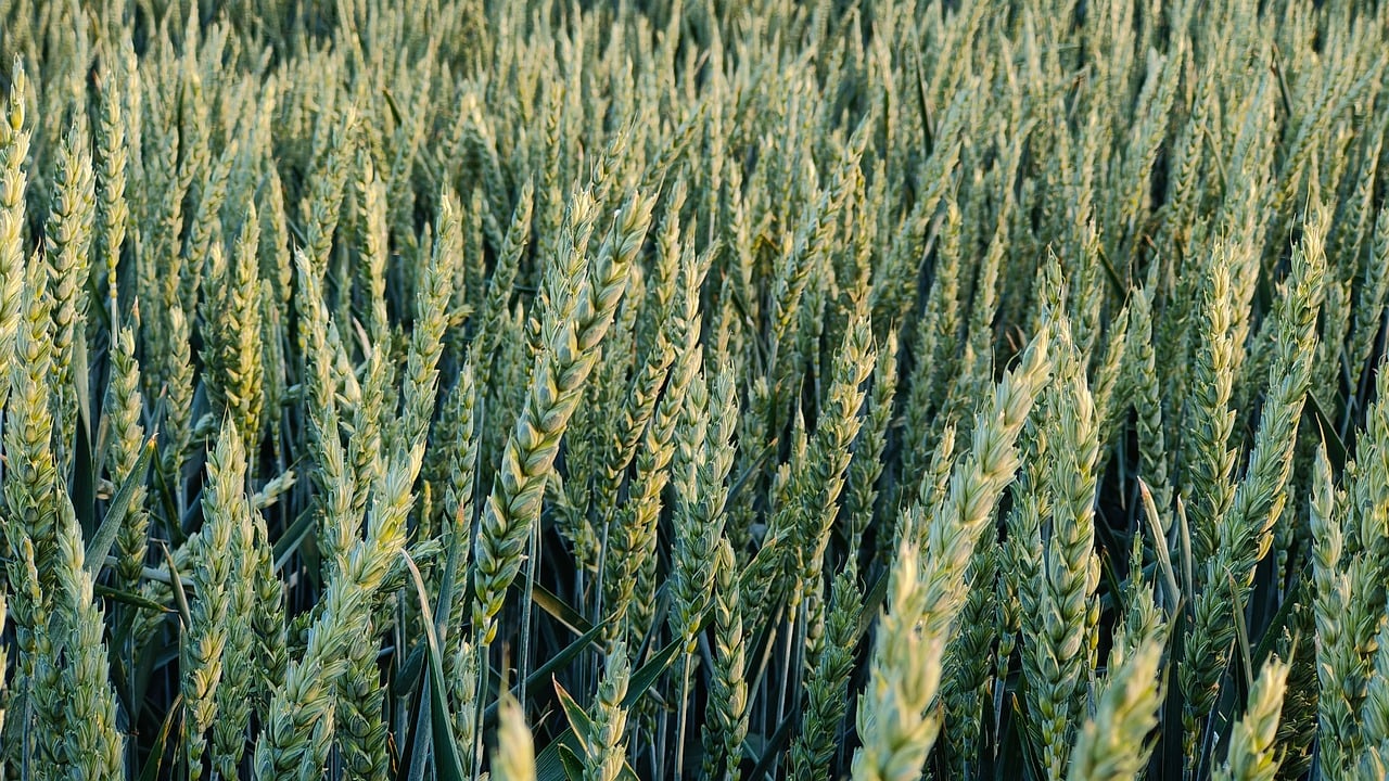 Wheat spikes in a field