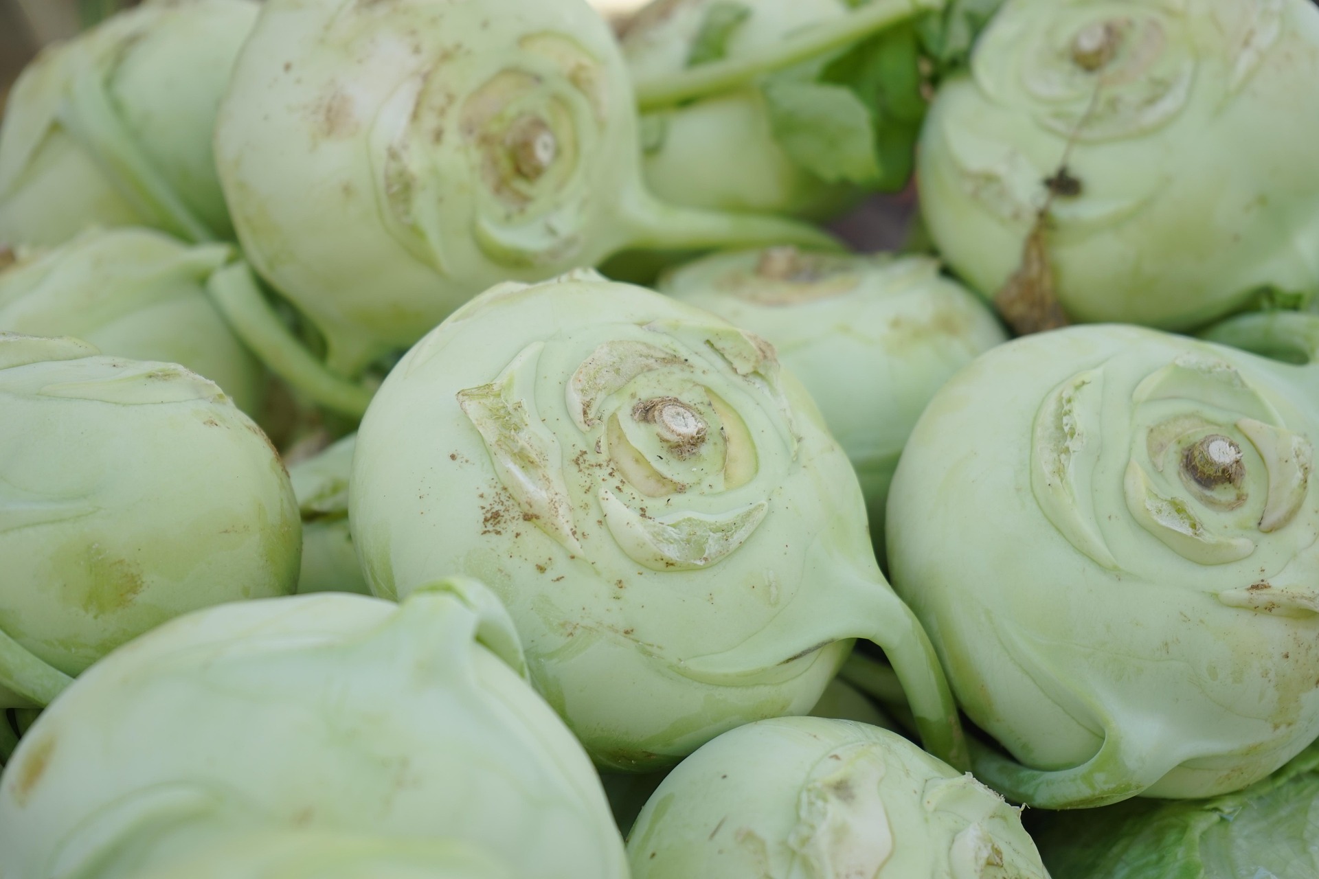 White Kohlrabi stems