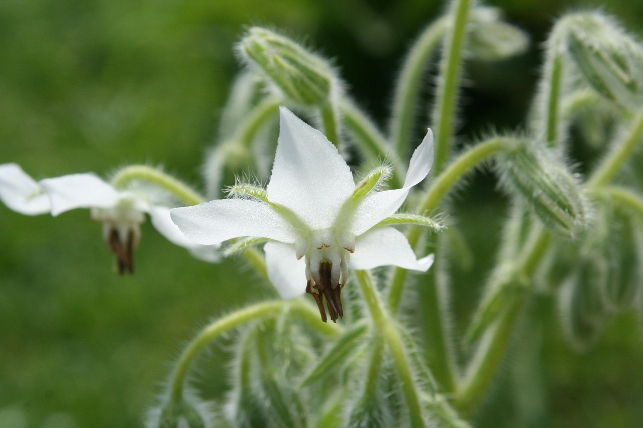 White Borage flower head