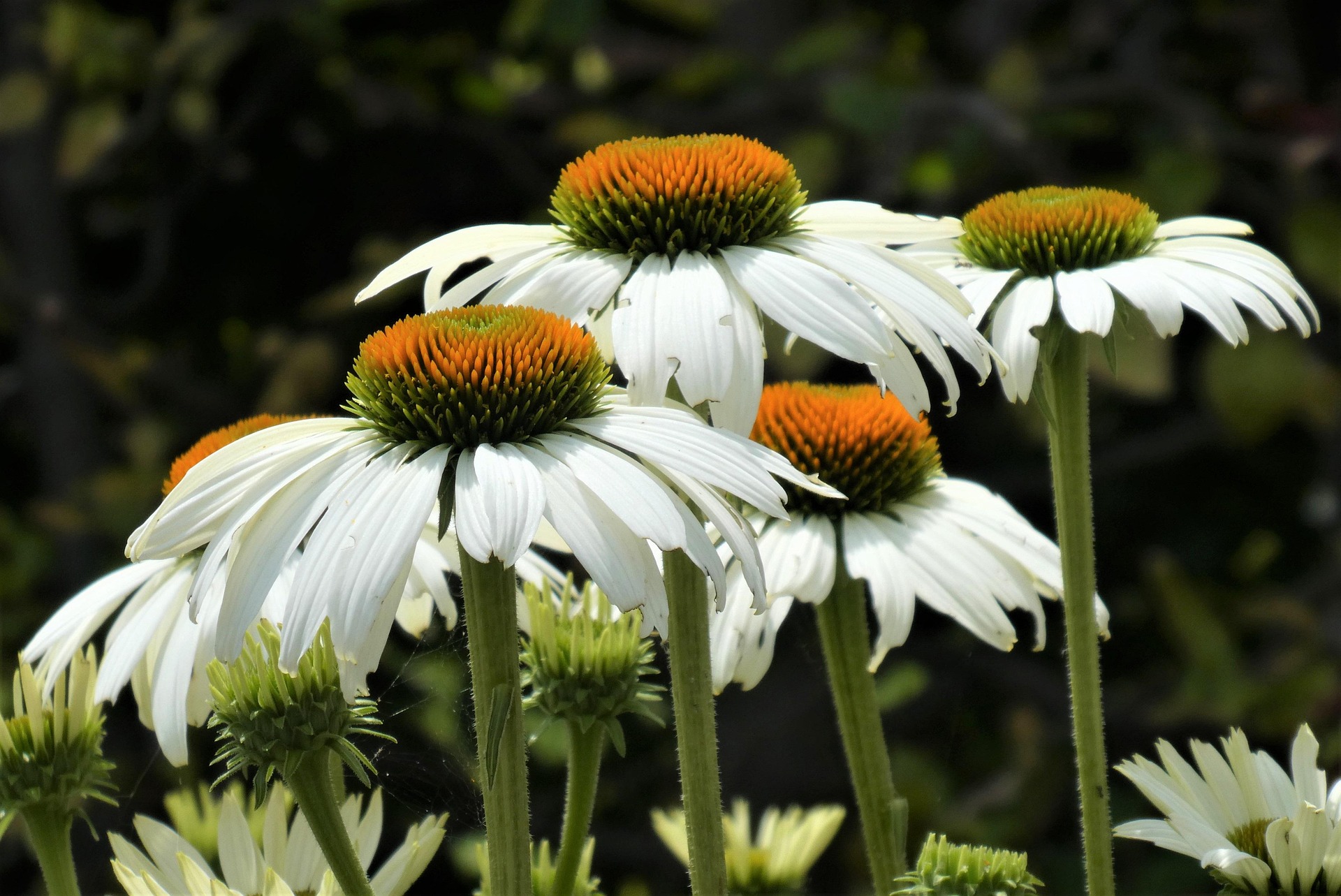 White Echinacea flower heads