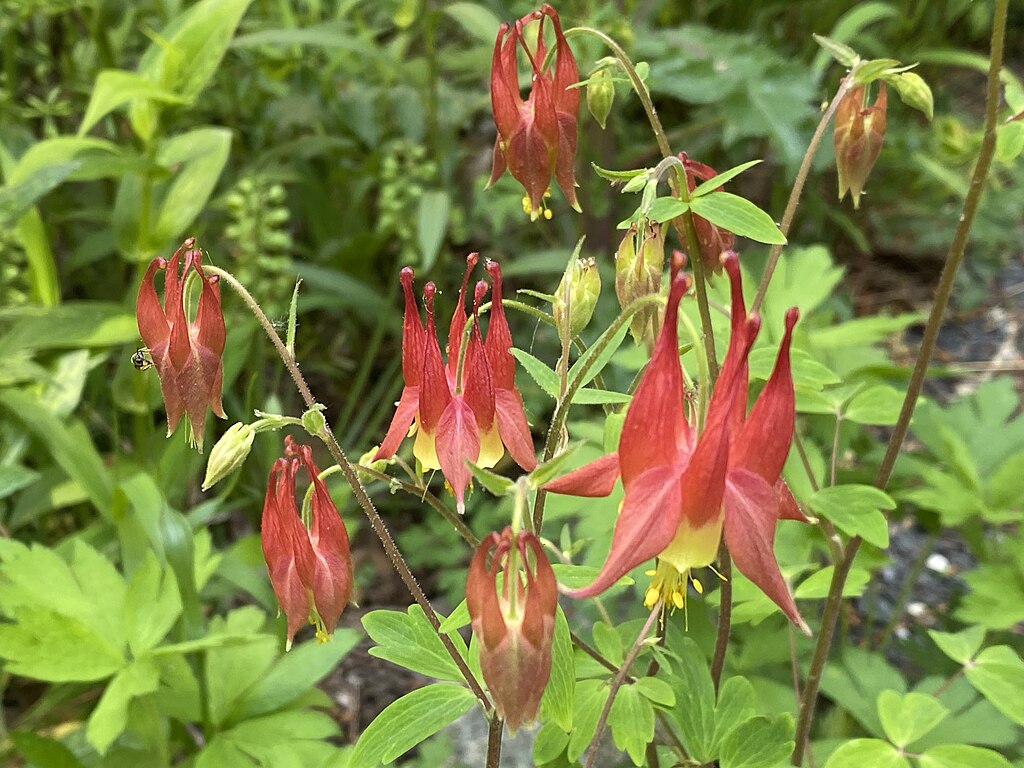 Wild Columbine flowers