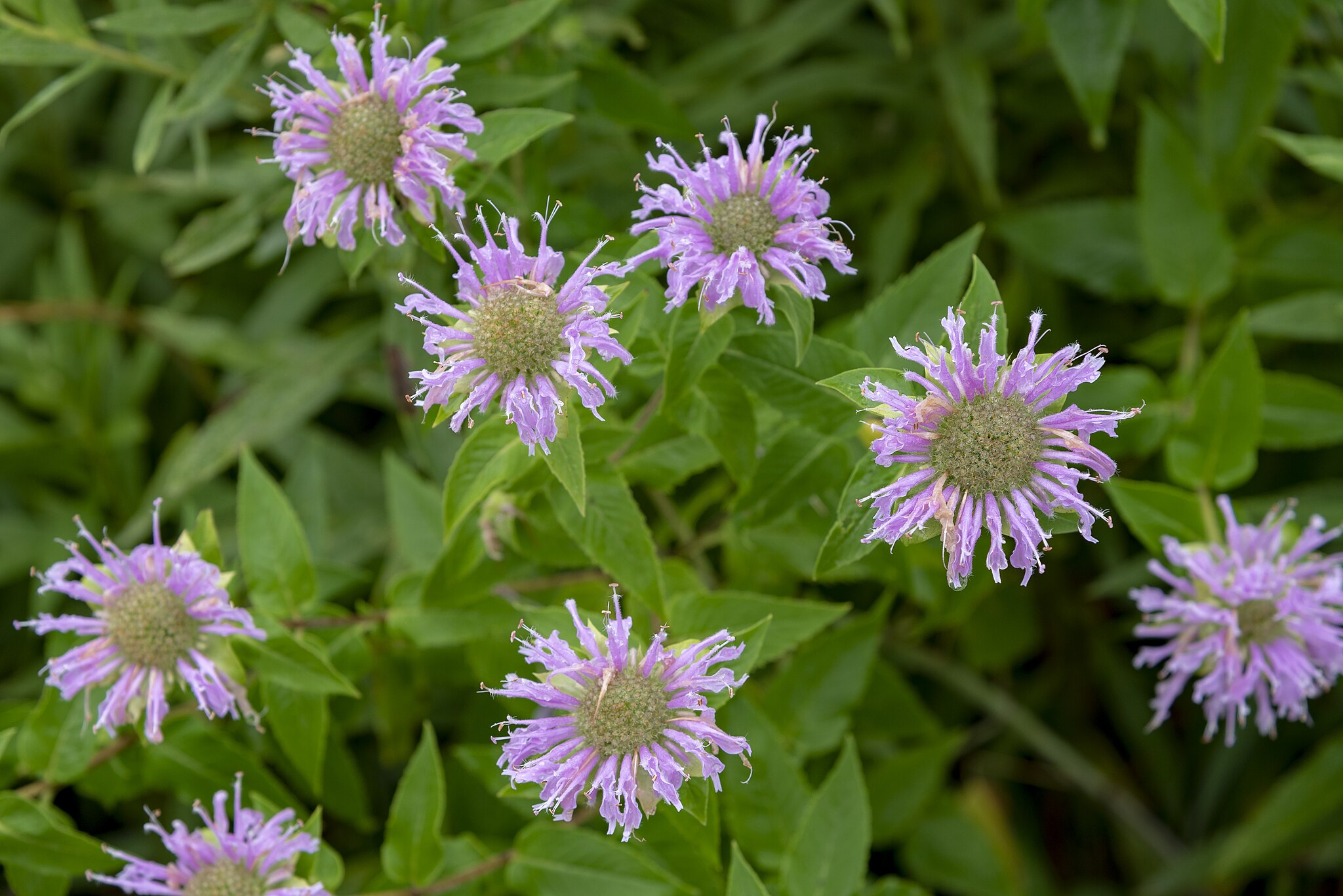 Wild Bergamot flowers