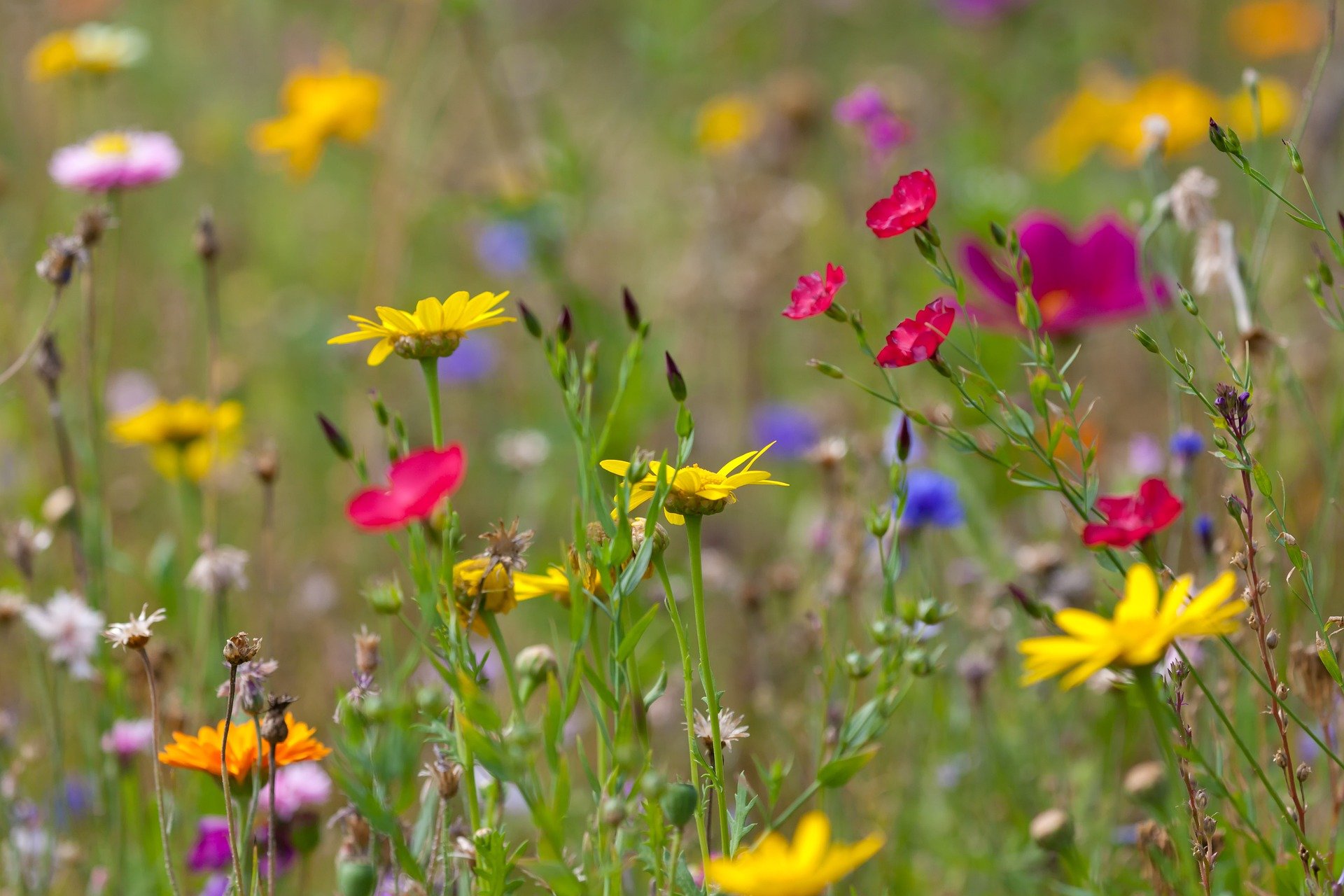 Wildflowers in a field