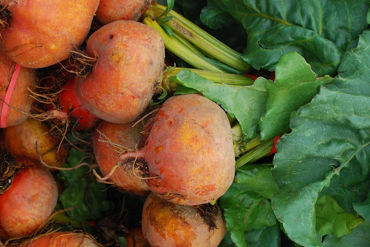 A bunch of Golden Beets