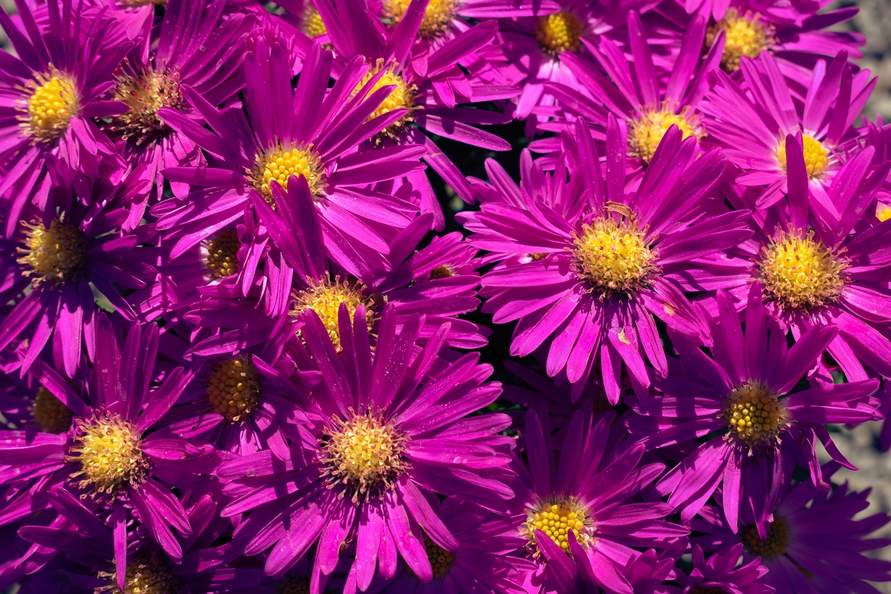 New England Aster flowers