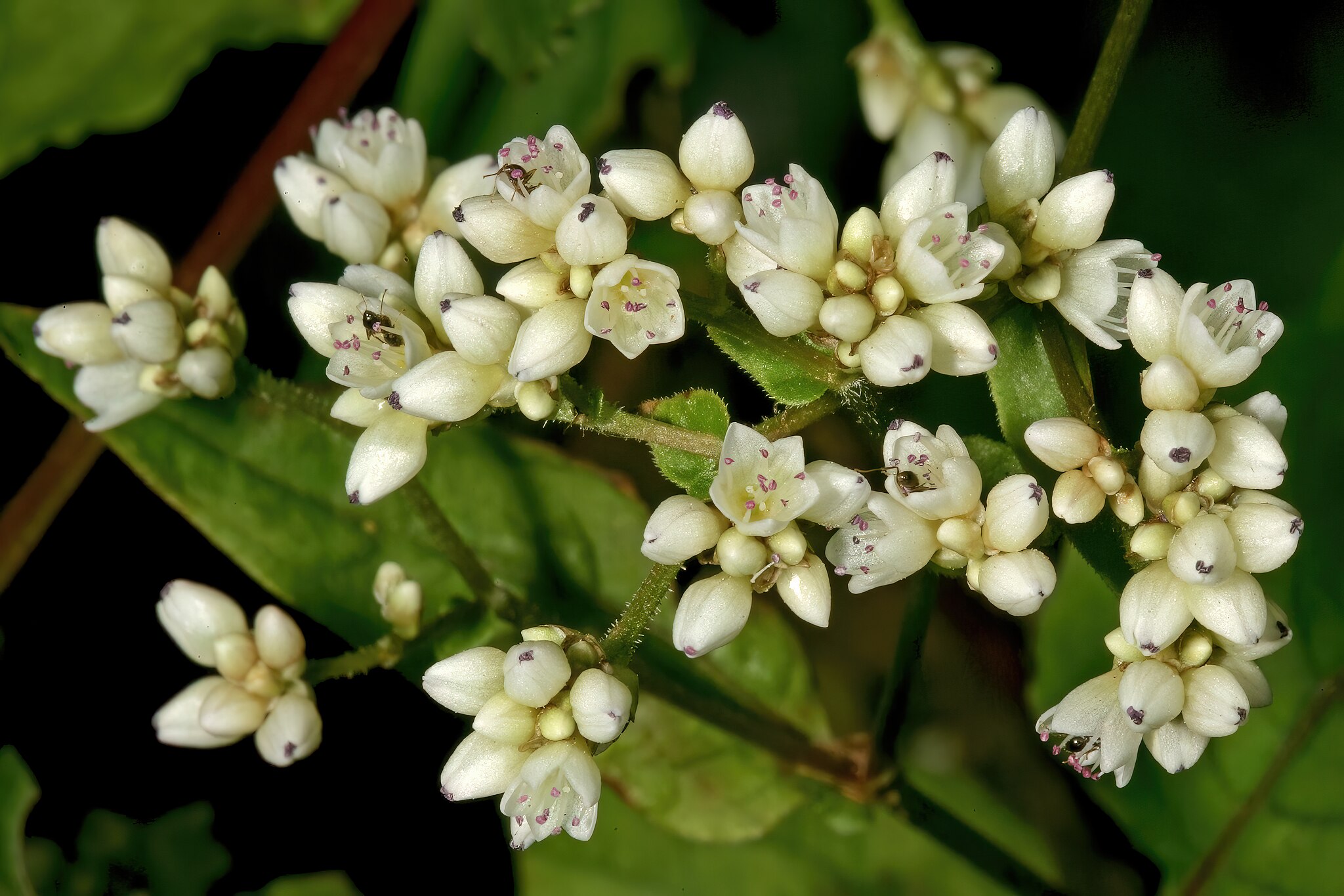 The head of a Buckwheat plant with multiple flowers