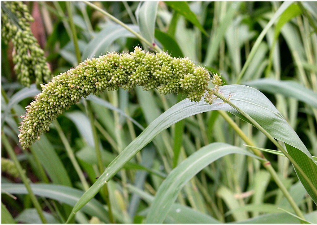 The head of a Millet plant