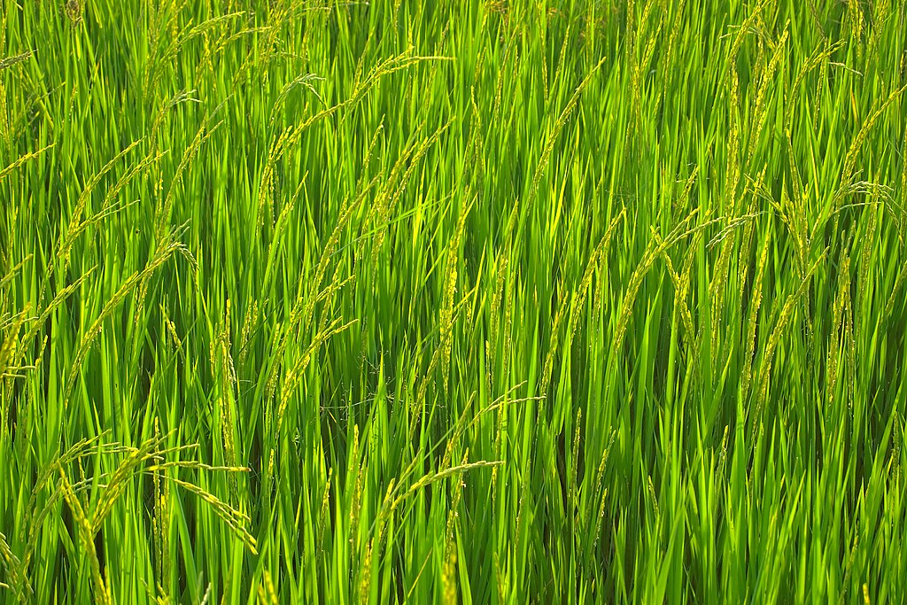A field of rice crops